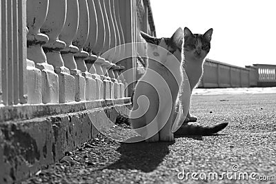 Two light kittens are sitting in the park Stock Photo