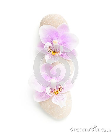 Two light pink orchids and stones isolated on white background. Viewed from above Stock Photo