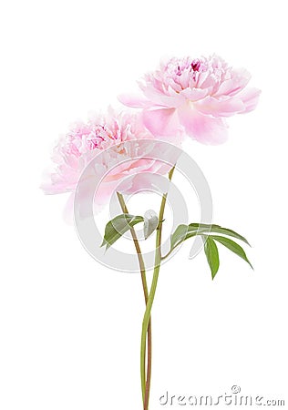 Two light pink peonies isolated on white background Stock Photo