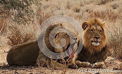 Two lion Brothers in the Kgaligadi 2 Stock Photo