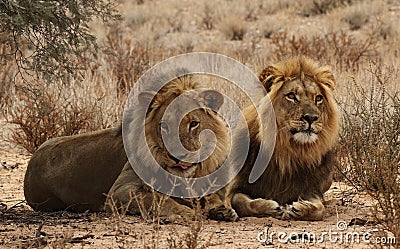 Two lion Brothers in the Kgaligadi 3 Stock Photo