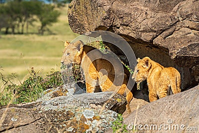 Two lion cubs stand under rocky overhang Stock Photo