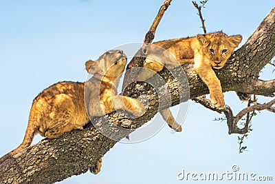 Two lion cubs on tree in sunshine Stock Photo