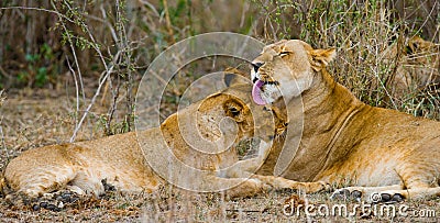 Two lionesses fondle each other. National Park. Kenya. Tanzania. Masai Mara. Serengeti. Stock Photo