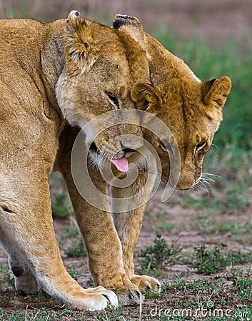 Two lionesses fondle each other. National Park. Kenya. Tanzania. Masai Mara. Serengeti. Stock Photo