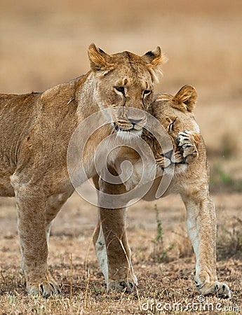 Two lionesses fondle each other. National Park. Kenya. Tanzania. Masai Mara. Serengeti. Stock Photo