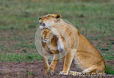 Two lionesses fondle each other. National Park. Kenya. Tanzania. Masai Mara. Serengeti. Stock Photo