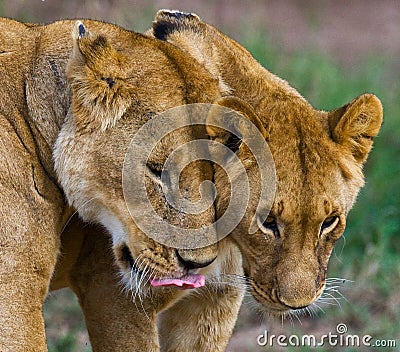 Two lionesses fondle each other. National Park. Kenya. Tanzania. Masai Mara. Serengeti. Stock Photo