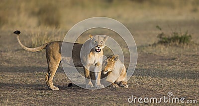 Two lionesses fondle each other. National Park. Kenya. Tanzania. Masai Mara. Serengeti. Cartoon Illustration