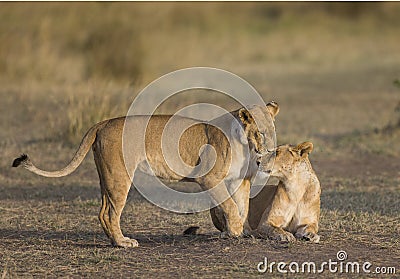 Two lionesses fondle each other. National Park. Kenya. Tanzania. Masai Mara. Serengeti. Cartoon Illustration