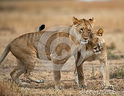 Two lionesses fondle each other. National Park. Kenya. Tanzania. Masai Mara. Serengeti. Cartoon Illustration