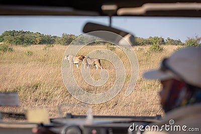 Two lionesses seen through safari truck windscreen Editorial Stock Photo