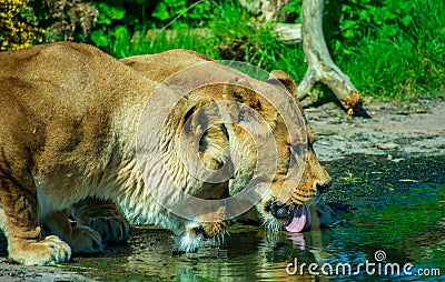 Two lions drinking water on a hot summers day Stock Photo