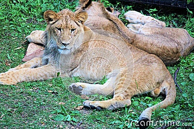 Two lions lying in the shade Stock Photo