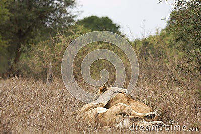 Two lions male and female caress and hug each other Stock Photo