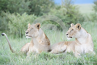 Lioness sisters lying together on savannah, close-up Stock Photo