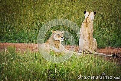 Two lions resting on a road in Masai Mara Park in Africa Stock Photo