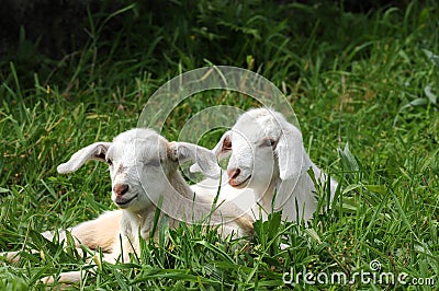 Goats Stock Photo