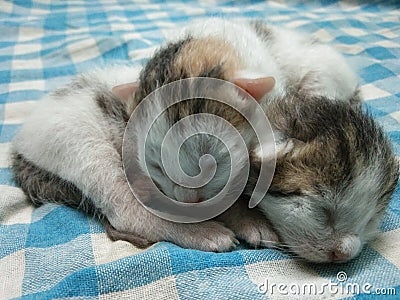 Two Little Baby Kittens Picture Stock Photo