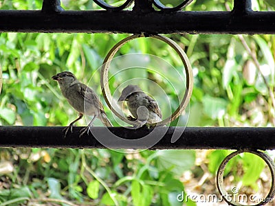 Two little birds perch on a wrought iron gate decorated. Stock Photo