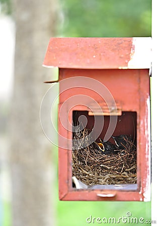 Two little black oriental magpie robin birds lay down on small cozy brown wood nest in old rusty red mailbox hanging on white wall Stock Photo