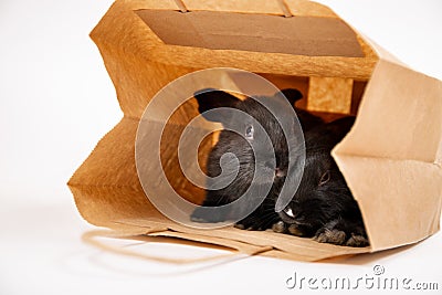 Two Little Black Rabbit Sit And Hiding In Craft Paper Package Isolated