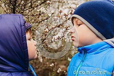 Two boys sniffing cherry blossoms in the spring Stock Photo