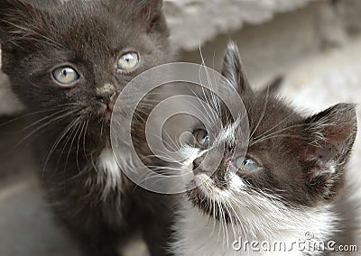 Two little cats playing Stock Photo