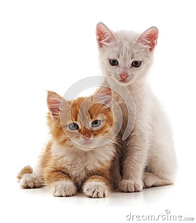 Two little cats. Stock Photo