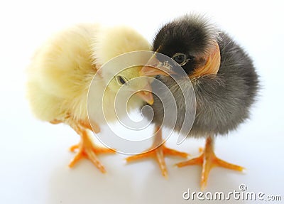 Two Little Easter Chickens Stock Photo