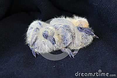 Two little chicks dove Stock Photo