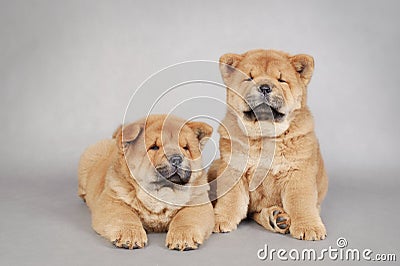 Two little Chow chow puppies Stock Photo