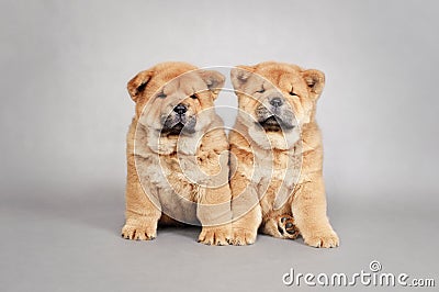 Two little Chow chow puppies portrait Stock Photo