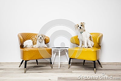 Two little dogs sitting on armchairs Stock Photo