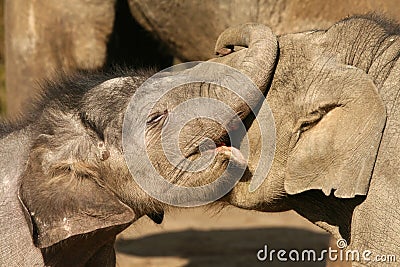 Two little elephants hugging and playing Stock Photo