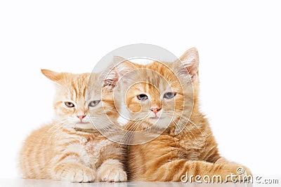 Two little Ginger british shorthair cats over white background Stock Photo