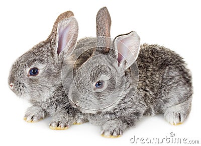 Two little gray rabbits Stock Photo