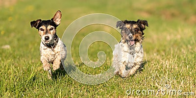 Two small Jack Russell Terrier dogs are running across a green meadow and have a lot of fun Stock Photo