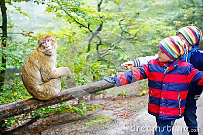 Two little kids boys in colorful clothes feeding monkey Stock Photo