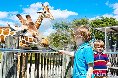 Two little kids boys and father watching and feeding giraffe in Stock Photo