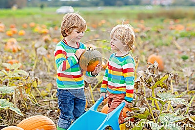 Two little kids boys picking pumpkins on Halloween or Thanksgiving pumpkin patch Stock Photo