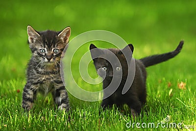 Two little kittens. Stock Photo