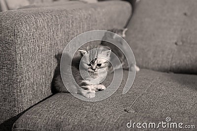 Two little kittens Stock Photo