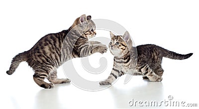 Two little kittens playing together Stock Photo