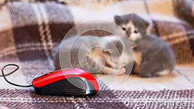 Two little kittens are sleeping near a computer mouse Stock Photo