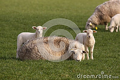 Two little lambs and mother sheep looking at you Stock Photo