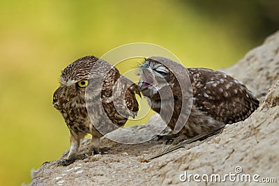 Two little owls sitting on a slope Stock Photo
