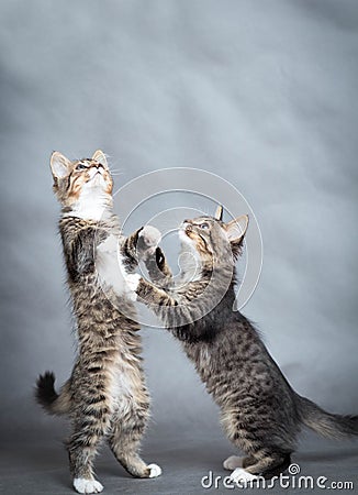 Two little playful kittens Stock Photo