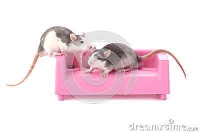 Two little rats are sitting on a toy couch on a white background Stock Photo