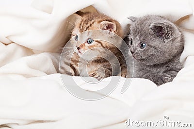 Two little scottish fold kittens Stock Photo